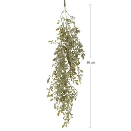 PLANTA EUCALIPTO cotas